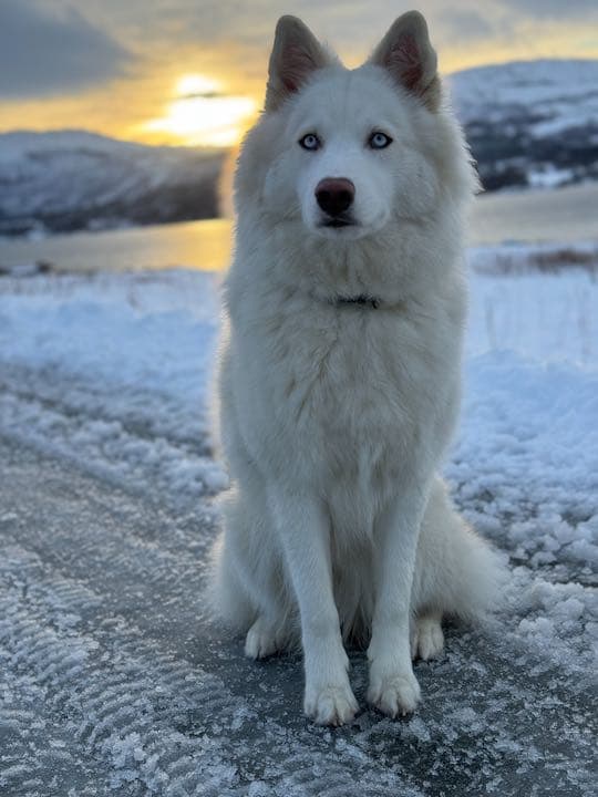 Isbjørn