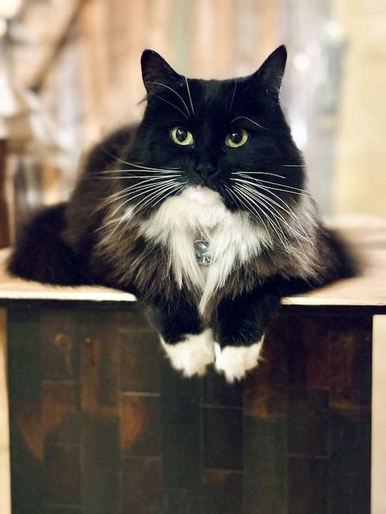 Minni